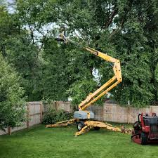 How Our Tree Care Process Works  in  St Leo, FL