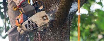 Best Tree Risk Assessment  in St Leo, FL