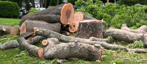 Best Tree Removal Service  in St Leo, FL